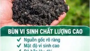 Cung Cấp Bùn Vi Sinh Hoạt Tính Cao Giá Rẻ Tiến Phát