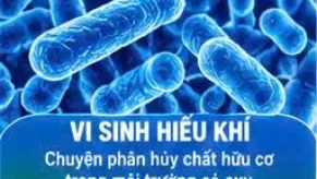 Cung Cấp Bùn Vi Sinh Bình Dương Giá Rẻ